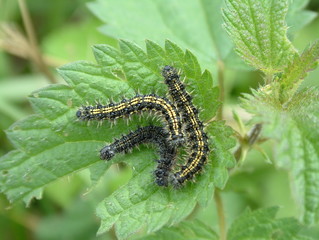 butterfly_schmetterling
