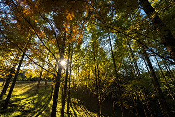 秋のメタセコイアの森(香川県三木町太古の森)