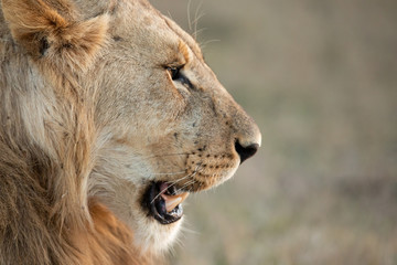 lion closeup