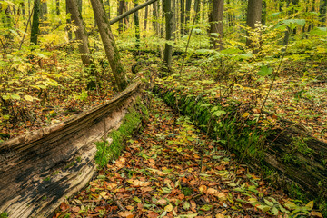 Verrottender Baumstamm im Naturwald