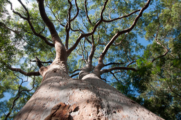 eucalyptus tree view from below with blue sky,Sydney,Australia