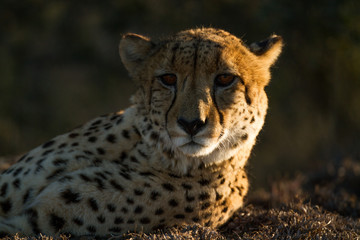 Cheetah portrait