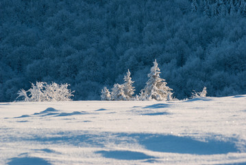 Snow-covered tree in the mountains © uranos1980