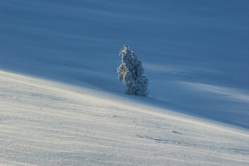 Snow-covered tree in the mountains © uranos1980