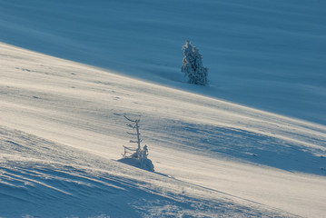 Snow-covered tree in the mountains © uranos1980