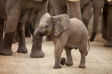 Elephant calf