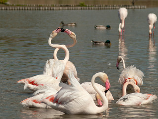 Two flamingos with crossed necks in a bigger group, Regional Nature Park of the Camargue, France