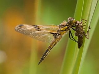 Freshly emerged four-spotted chaser (Libellula quadrimaculata) on green leaf with blurred background, Czech Republic