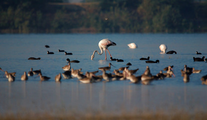 flamingo searching for food in shallow water lake in morning