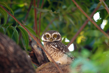indian spotted owlet sitting on tree
