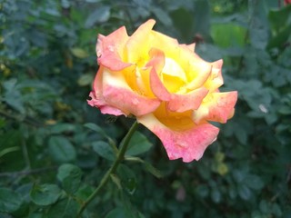 Rosa7