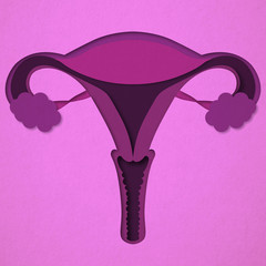 Minmalistic scheme of the uterus of a woman.
