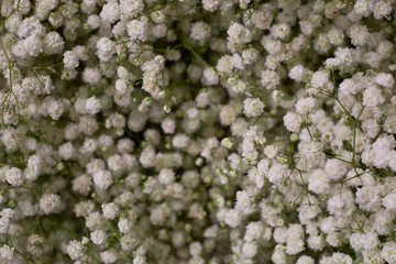 A lot of tiny white flowers. Sisyrinchium albidum is a large genus of annual to perennial plants of the iris family, whose species are known as white blue-eyed grasses. Filled full frame picture.