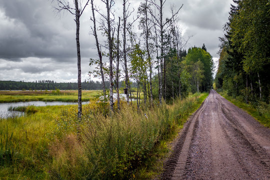 Gravel road between swamp and forest