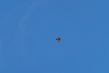 Volo del Gruccione