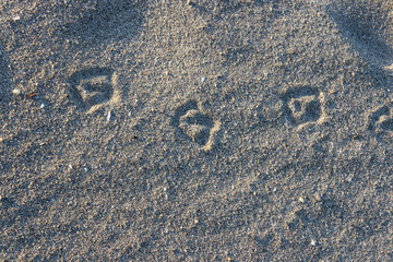 Fototapeta na wymiar pas de mouette sur le sable