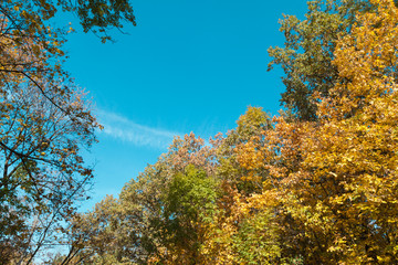 Fototapeta premium Beautiful blue sky with autumn trees.