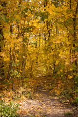 Path or road in autumn park.