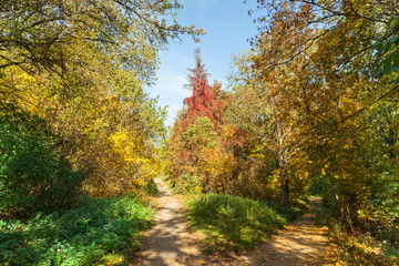 Path or road in autumn park.