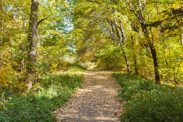 Obraz premium Path or road in autumn park.
