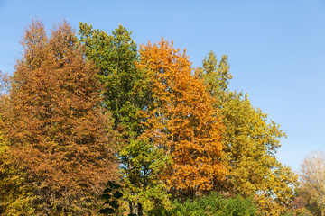 Fototapeta premium Colorful trees in autumn park.