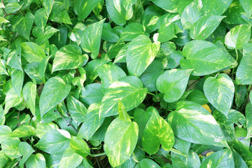 beautiful green Pothos and soft lights, Betel tree flame,nature background