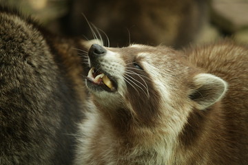 Hungriger Waschbär
