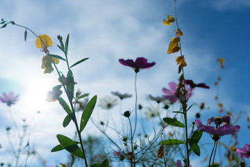 Beautiful flowers with sky as the background at Mon Jam,Chiang Mai,Thailand.