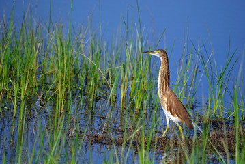 indian pond heron Ardeola grayii searching for food near the bank of shallow water lake