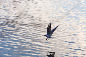 Seagull in fly