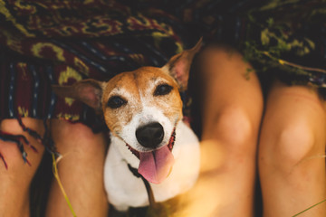 Spoilt dog is looking up little dog enjoying a caress as it lies between a young couple with the...