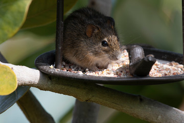 Naklejka na ściany i meble Rhabdomy or 4 striped mouse, eating bird seed from bird feeder, with seed visible on face South Africa