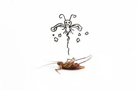 Dead cockroach on floor with drawing of dead sign
