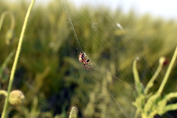 spider waiting for its prey
