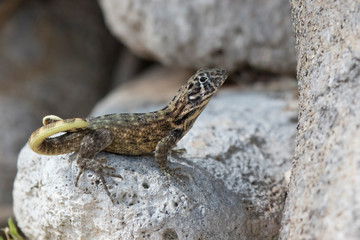 northern curly-tailed lizard that sits among the rocks and looks ahead on a bright sunny day