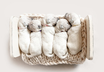 Top view of five cute newborn golden retriever puppies sleeping