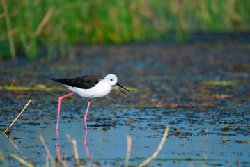 Male black winged stilt Himantopus himantopus