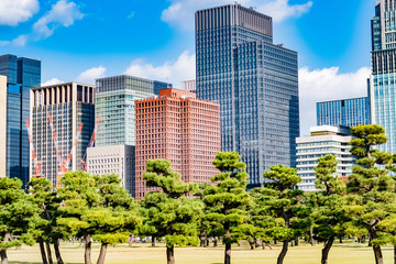 Obraz premium 芝生が生い茂る松林のある公園、遠景に最先端のオフィスビル街が佇む