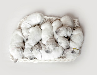 Top view of eight cute newborn golden retriever puppies sleeping