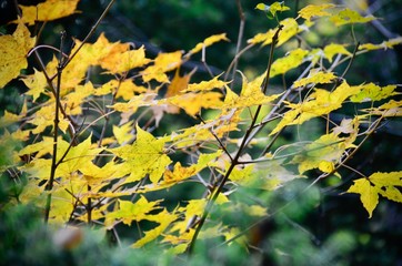 Japanese natural maple tree in autumn season with leaves color change