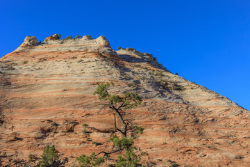 Scenic Zion National Park Landscape