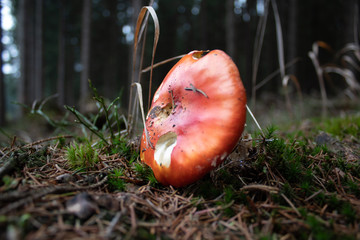 roter Pilz
