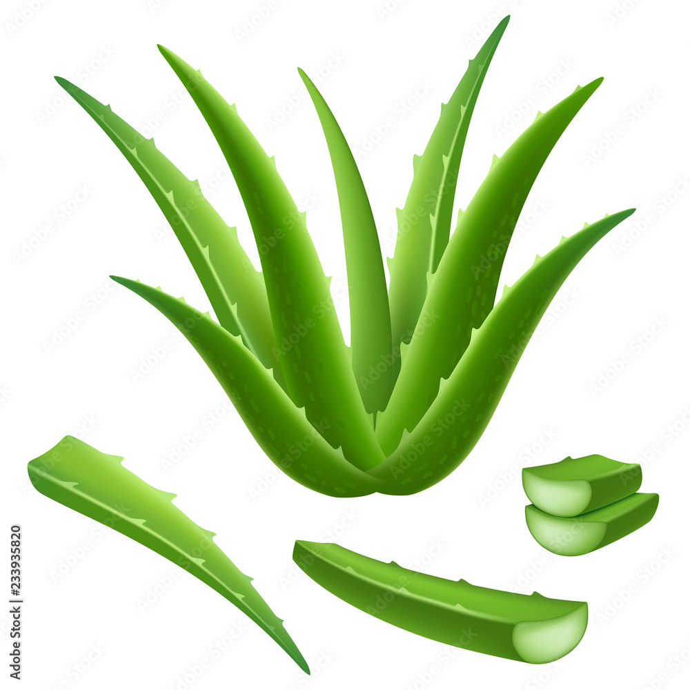 Aufkleber aloe icon set. realistic set of aloe vector icons for web design isolated on white background