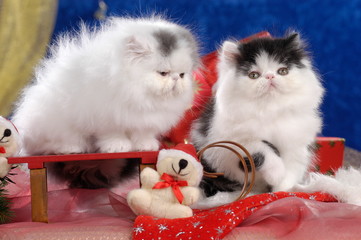Two black and white persian kitten in christmas decoration