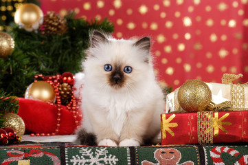 Cute birman kitten in front of red christmas background