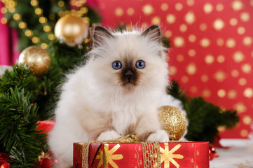 Cute birman kitten in front of red christmas background