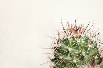 Spines of Cactus on a beige background. Macro.