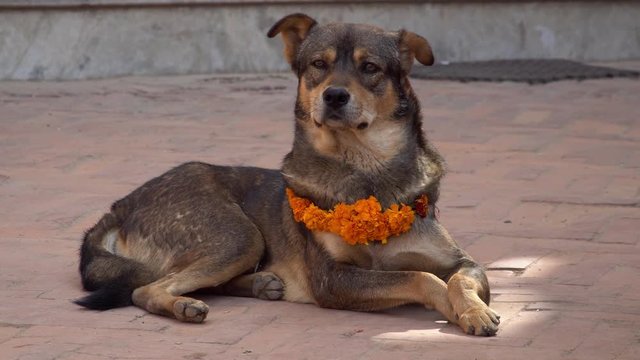 Dog Wearing Yellow Flower Necklace and Red Dot Tika during Kukur Tihar Festival in Nepal