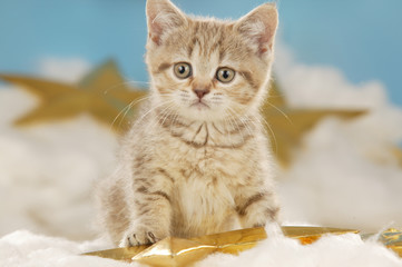 cute british short hair cat with golden stars