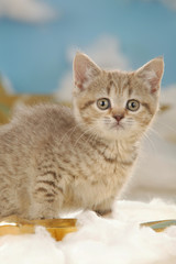cute british short hair cat with golden stars